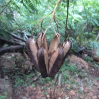 Aristolochia ringens Vahl